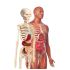 Clementoni İlk Keşiflerim İnsan Anatomisi