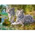 Ravensburger White Tiger Family 500 Parça Yetişkin Puzzle