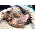 Trefl Puzzle 1000 Cheerful Kitten Parça